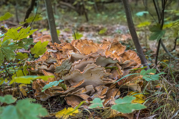 Leckere essbare Pilze auf einem Eichenzweig auf dem Boden, genannt Huhn des Waldes, Jaegerspris, Dänemark, 9. Oktober 2020 - Foto, Bild