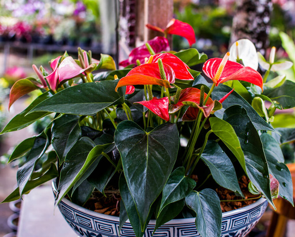 Anthurium is een rode hartvormige bloem in huis tuinieren en of indoor microgroen. Anthuriums symboliseren gastvrijheid.. - Foto, afbeelding