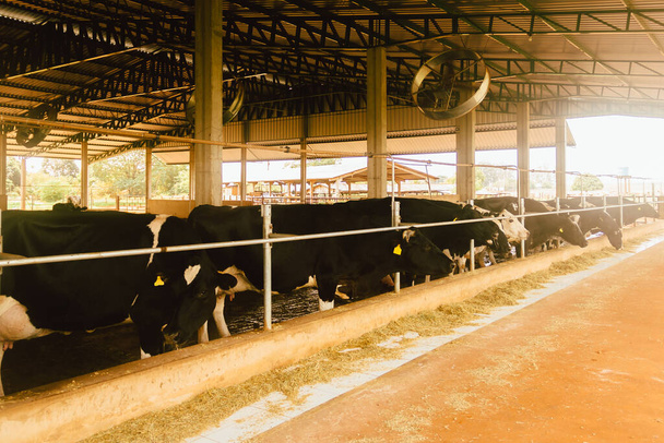 Vacche da latte in una mangiatoia chiamata stalla di compost. Il sistema mira a migliorare il comfort e il benessere degli animali e ad aumentare i livelli di produttività della mandria - Foto, immagini