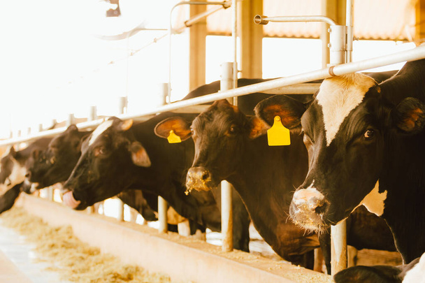 Milchkühe in einem sogenannten Kompoststall. Das System zielt darauf ab, den Komfort und das Wohlbefinden der Tiere zu verbessern und die Produktivität der Herde zu steigern. - Foto, Bild
