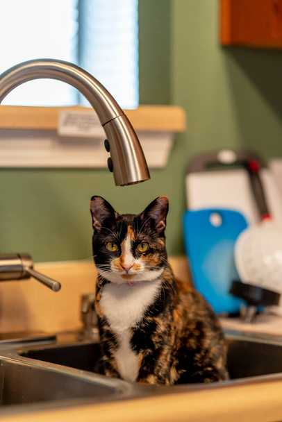 Güzel bir aile evi kedisi hasta bir evde otururken portre için durur. - Fotoğraf, Görsel