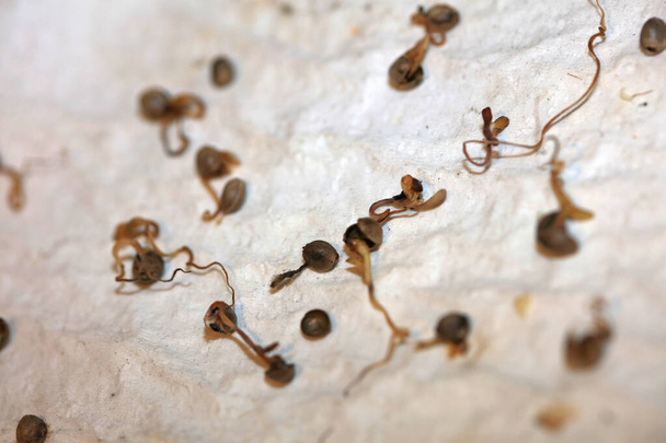 Esrar ölü tohumlar yüksek kalitede modern baskılar 50 megapiksel - Fotoğraf, Görsel