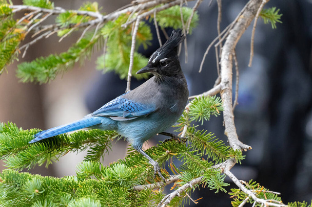 コロラド州のロッキーマウンテン国立公園の松の木の上に輝くジェイブルーの鳥 - 写真・画像