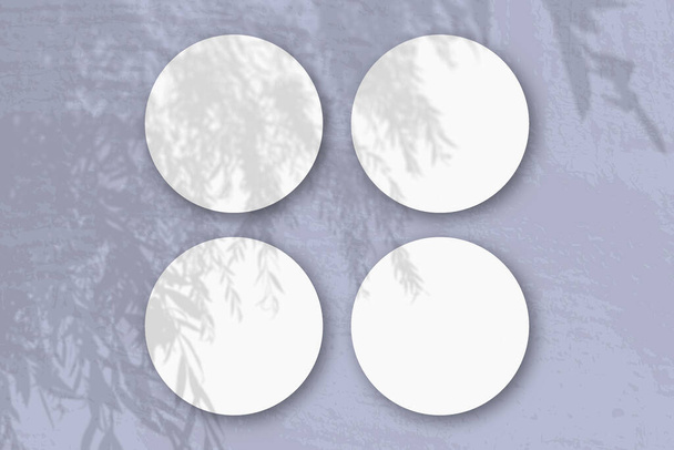 La luz natural proyecta sombras de una rama de sauce sobre 4 hojas redondas de papel blanco texturizado sobre un fondo azul - Foto, imagen