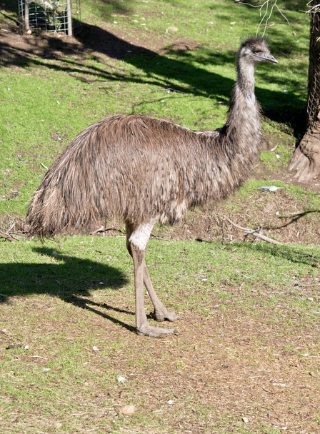 the Australian emu has a long neck and a black beak - Φωτογραφία, εικόνα