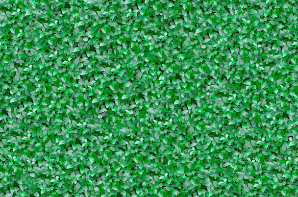 Cerca verde de Buxus
 - Foto, imagen