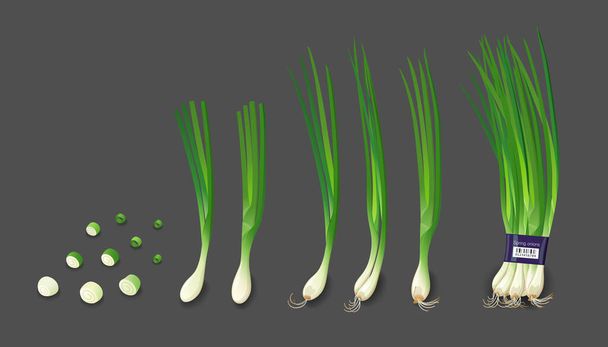 Oignons de printemps collections fraîches et râpées d'oignons de printemps, design isolé sur fond blanc, illustration vectorielle Eps 10 - Vecteur, image