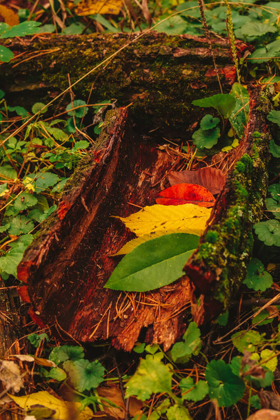 Belleza de temporada de otoño en la naturaleza del bosque: diferentes etapas de la vida de las hojas en pantalla a color - Foto, imagen