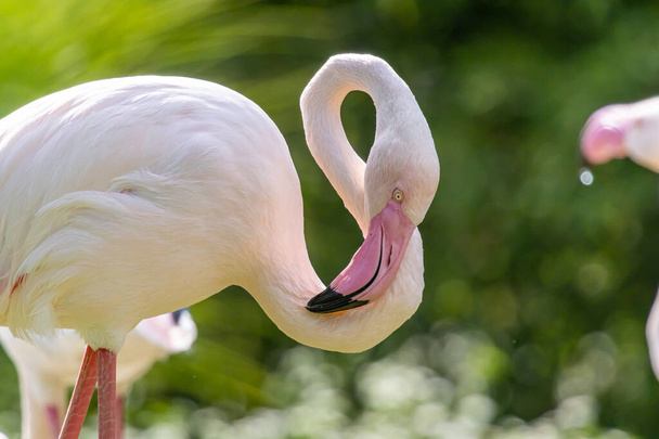 Greater flamingo (Phoenicopterus roseus) close up portrait - Foto, imagen