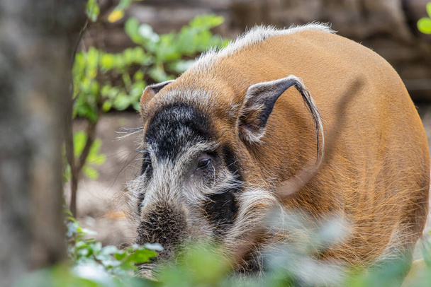 Roter Flussschwein (Potamochoerus porcus) steht im Wald - Foto, Bild