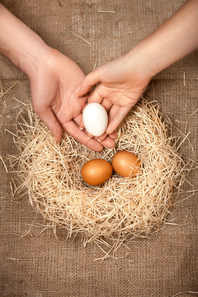 ręce mężczyzn i kobiet, wprowadzenie białych jaj w gnieździe z brązowe jaja - Zdjęcie, obraz
