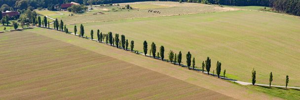 Panoramic view of road with avenue trees and large fields. View from above - Foto, Bild