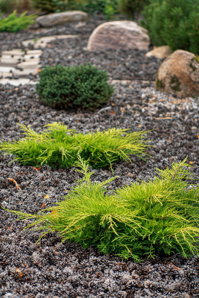 coniferous plants in the garden - Zdjęcie, obraz