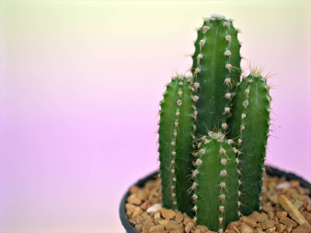 Closeup cacto Pilosocereus plantas do deserto em vaso com fundo borrado verde, imagem macro, cacto em vaso preto isolado sobre fundo branco - Foto, Imagem