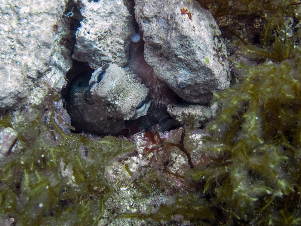 Egy közönséges polip (Octopus vulgaris) rejtőzik egy sziklában a Földközi-tengeren - Fotó, kép