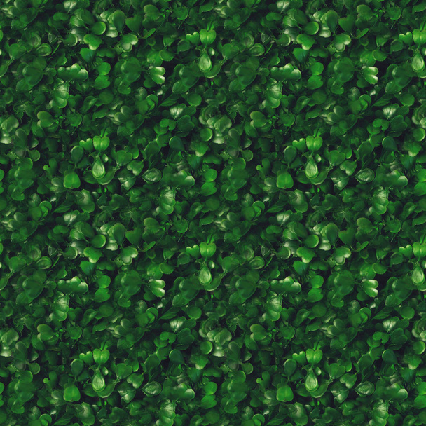 Seamless pattern green grass texture background. Starweed -winterweed, chickweed, satinflower, Stellaria media- plants. Good green leaves. Green background. Texture. Grass - Photo, Image