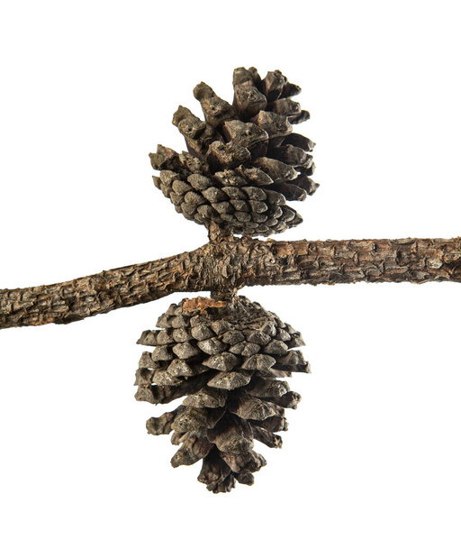 Pine cone, isolated on white  background, with clipping path - Photo, Image
