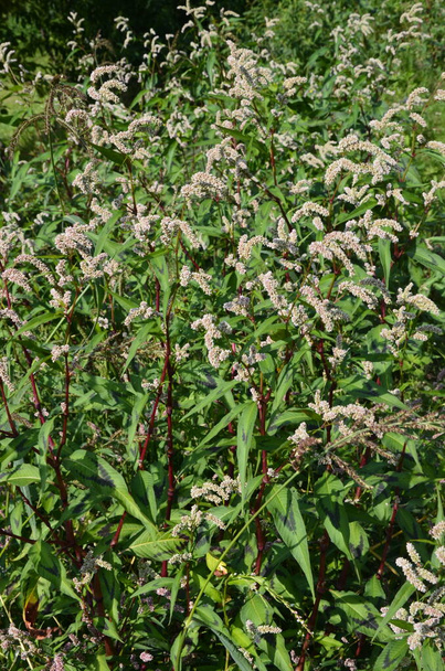 The medicinal plant Polygonum hydropiper blooms in the garden. - Photo, Image