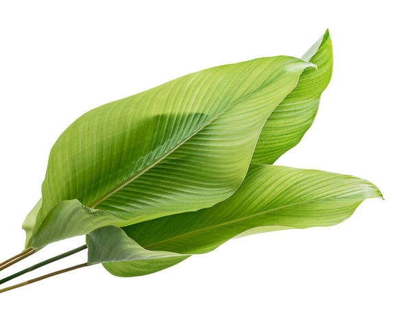 Folhagem de Calathea, folha tropical exótica, isolada sobre fundo branco com caminho de recorte - Foto, Imagem