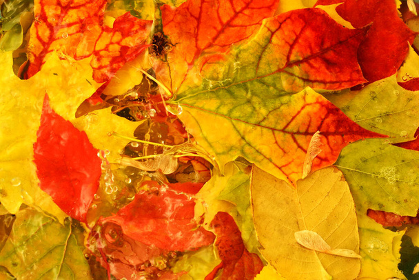 autumn rain on fallen colorful leaves - Photo, Image