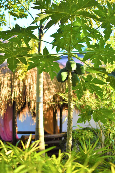 Ovocný papája strom se zahradní kabinou v pozadí - Fotografie, Obrázek