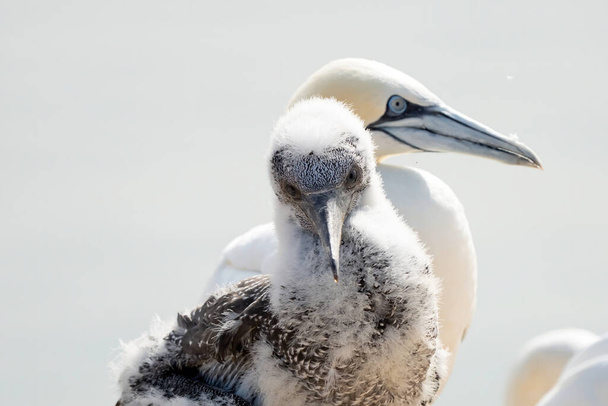 Close-up of young Northern Gannet standing in front of large adult in his breeding colony of Island Helgoland, Germany. - Photo, Image