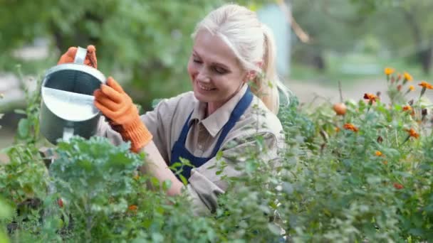 Feliz agricultora disfrutando trabajando en el jardín. Hermosa mujer madura con delantal y guantes protectores regando plantas y sonriendo, cultivando comida orgánica - Metraje, vídeo