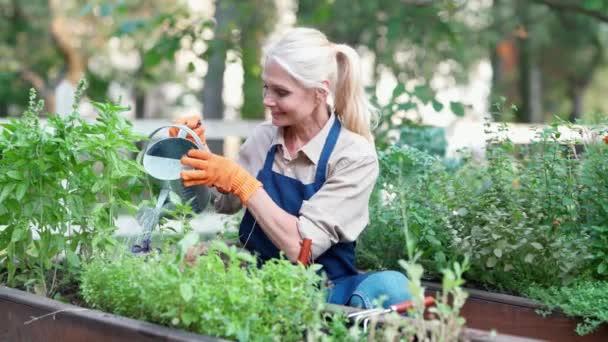 Mujer madura y feliz jardinero con delantal y guantes protectores regando flores o plantas y sonriendo, agricultora disfrutando trabajando en su jardín - Imágenes, Vídeo