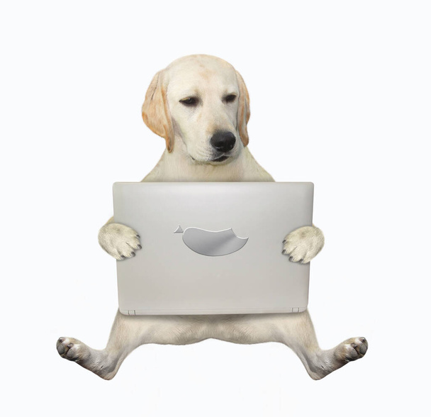 Ένας σκύλος κοιτάζει την οθόνη ενός λάπτοπ. Λευκό φόντο. Μεμονωμένα. - Φωτογραφία, εικόνα