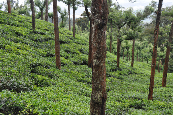 Tea Grdens South India - Photo, Image