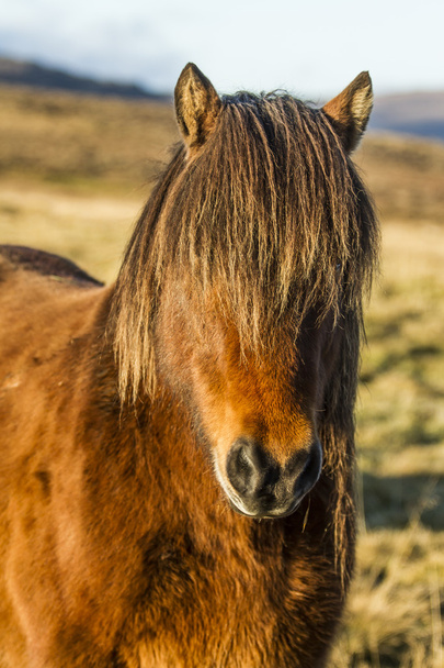 アイスランドの馬 - 写真・画像