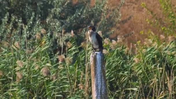phalacrocorax sits on concrete pole in bog - Footage, Video