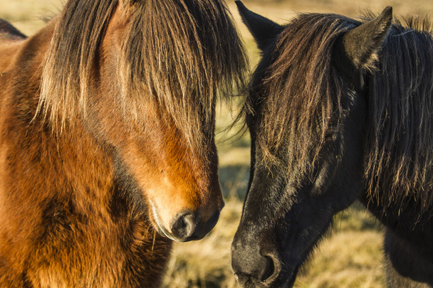 Iceland horse - Foto, Imagem