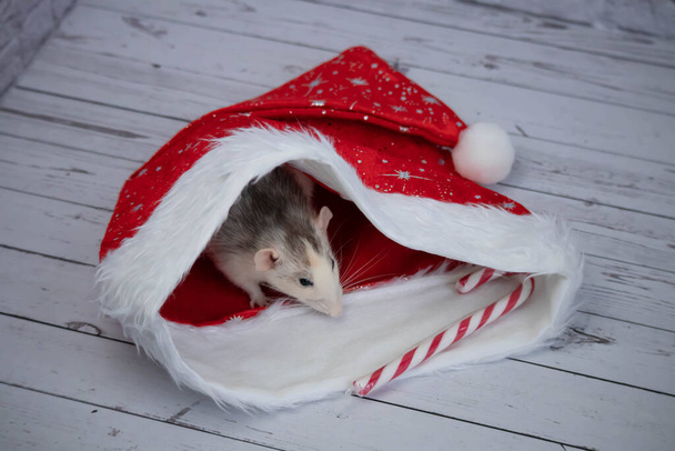 A little decorative cute rat sits in a New Year's red hat. Nearby lies a candy cane. Close-up of a rodent - Fotó, kép