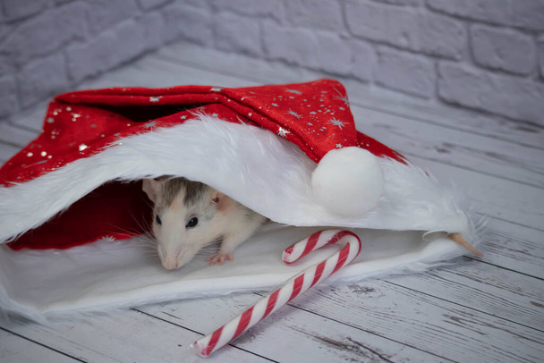 A little decorative cute rat sits in a New Year's red hat. Nearby lies a candy cane. Close-up of a rodent - Foto, afbeelding