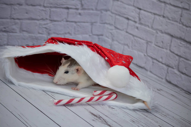 A little decorative cute rat sits in a New Year's red hat. Nearby lies a candy cane. Close-up of a rodent - Fotoğraf, Görsel