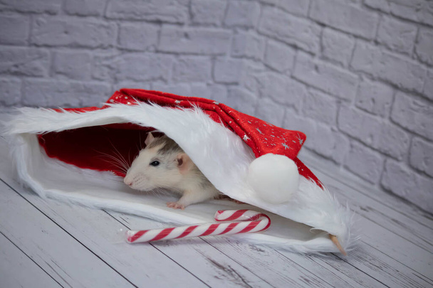 A little decorative cute rat sits in a New Year's red hat. Nearby lies a candy cane. Close-up of a rodent - Zdjęcie, obraz