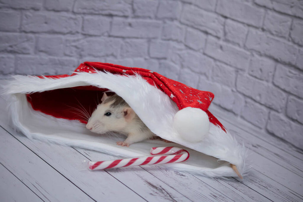 Een kleine decoratieve schattige rat zit in een rode hoed van Nieuwjaar. Vlakbij ligt een suikerriet. Close-up van een knaagdier - Foto, afbeelding