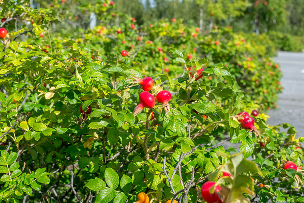 Large rose hips close-up on a bush - Photo, Image