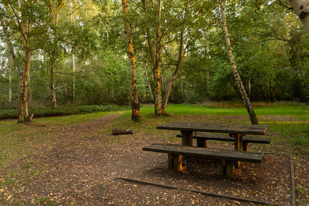 Деревянная скамейка на деревьях в сумерках с красивым легким пейзажем - Фото, изображение
