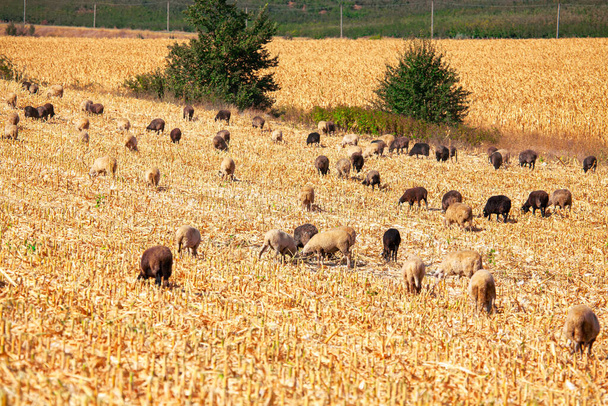 Вівці на кукурудзяному полі після збирання
  - Фото, зображення