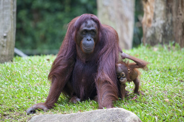 női orangután baba - Fotó, kép