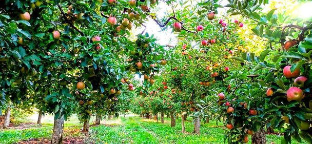 pommes mûres dans un verger prêt pour la récolte, photo prise le matin - Photo, image