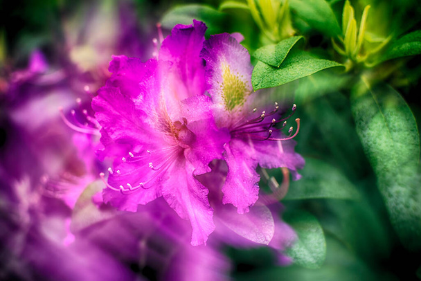 Beautiful fuchsia rhododendron flower. Selective focus and background blur. Spring and summer flowers for wallpaper - Photo, Image