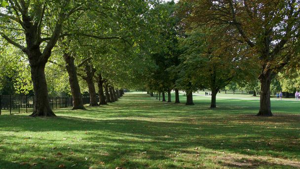 Avenue of trees with grass and fence with space for copy - Photo, Image