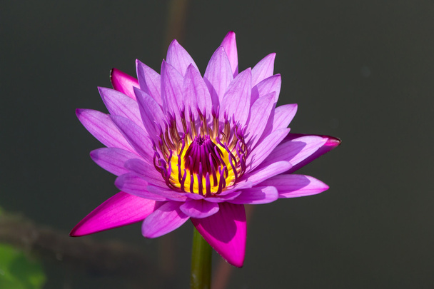 lotus flowers - Фото, изображение