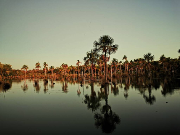Refectie van palmbomen op het water in de schemering, Nobres, Mato grosso, brazil - Foto, afbeelding