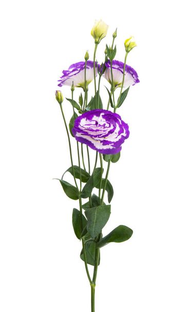 Beyaz arkaplanda izole edilmiş güzel östoma çiçekleri - Fotoğraf, Görsel