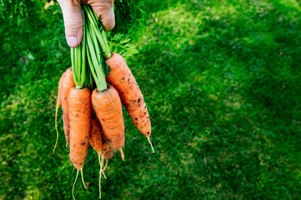 Mano sosteniendo un ramo de zanahorias frescas sobre fondo de jardín verde - Foto, imagen