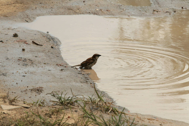 eunapolis, bahia / brazil - 1 april 2008: vogels zwemmen in een plas regenwater in de stad Eunapolis, in het zuiden van Bahia. - Foto, afbeelding